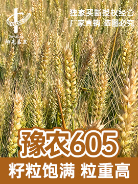 豫農605